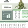 Семена конопли Auto CBD-Victory® от Dutch Passion